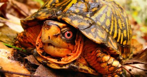 Box Turtle Animal Facts | Terrapene carolina | AZ Animals