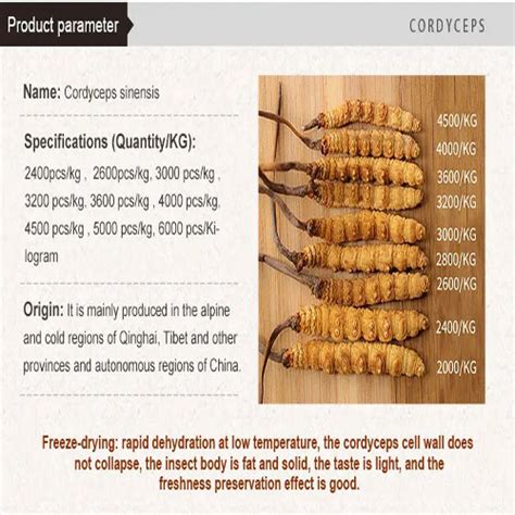 Cordyceps Sinensis Extract Powder Hengkang Biological Medicine