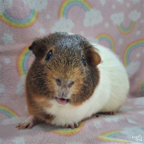 Guinea Pig adoption in Washington DC 20002: Guinea Pig (short coat