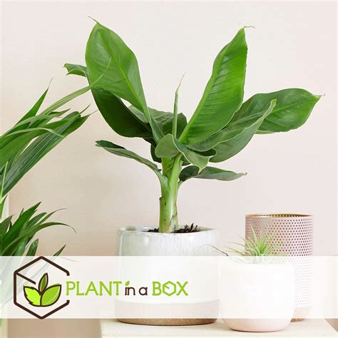 Plant In A Box Musa Oriental Dwarf Er Set Tropische