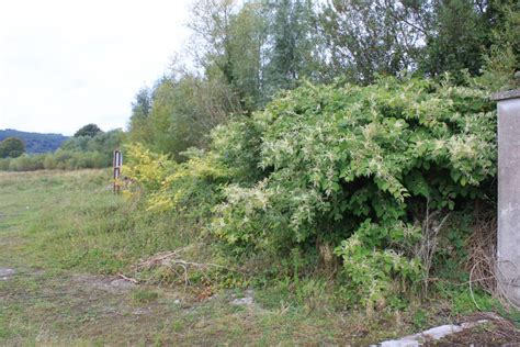 How To Identify Japanese Knotweed Cel Solicitors