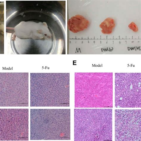 Tumor Tissue C Of H Bearing Mice A B He Staining Results Of