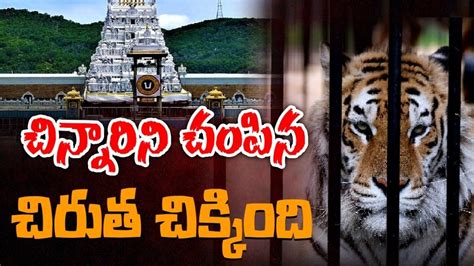 తిరుమల తిరుమలలో చిక్కుకున్న చిరుత బాలికపై దాడి చేసిన ప్రదేశానికి