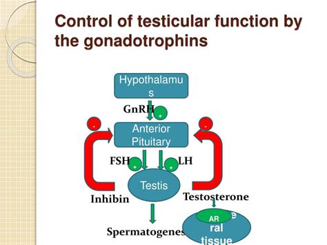 Ppt Steroid Hormonescongenital Adrenal Hyperplasia And Testicular Feminaization Powerpoint