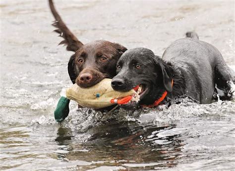 Kenai and Koda | Shooting Sportsman