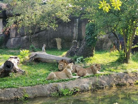 Memphis Zoo - Go Wandering