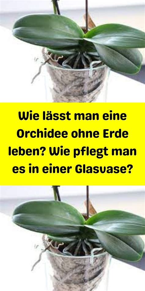 Wie L Sst Man Eine Orchidee Ohne Erde Leben Wie Pflegt Man Es In Einer