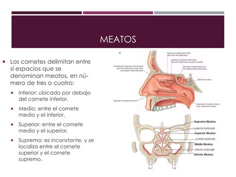 Anatomía de las fosas nasales y los senos paranasales PPT