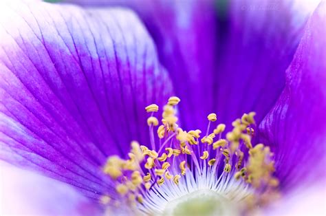 Anther; Flower Macro | Beautiful Photography