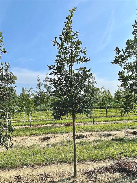 Quercus Alba White Oak Browns Nursery