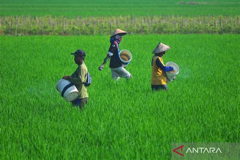 Kemarin Produksi Beras Aman Hingga Stabilitas Jasa Keuangan Terjaga