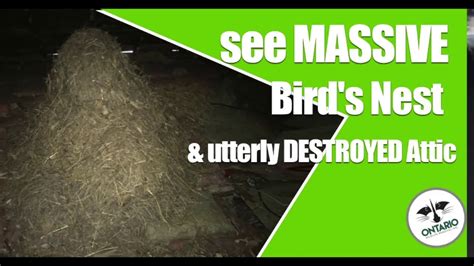 See Massive Bird Nest In Attic In Brantford Ontario Youtube