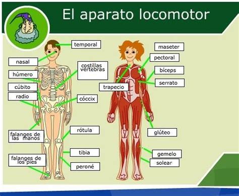 El Aparato Locomotor Lo Forman M Sculos Huesos Y Articulaciones