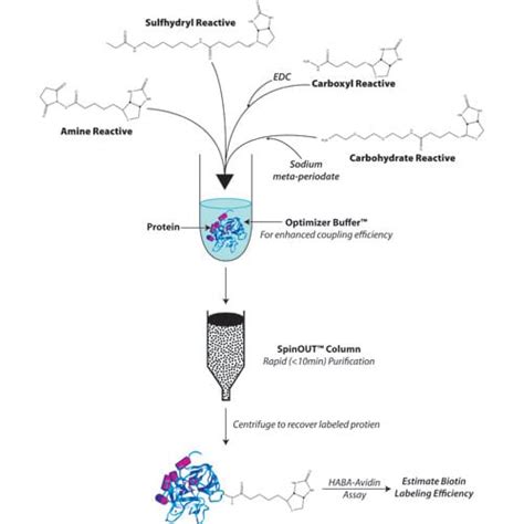 Hook Sulfo Nhs Ss Biotin Labeling Kit For Labeling Protein Primary Amines