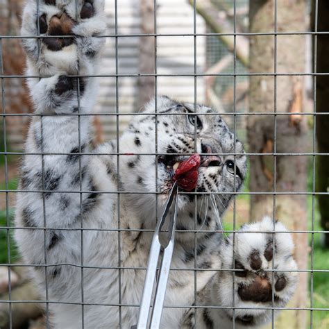 Highland Wildlife Park Experience Vouchers – Royal Zoological Society