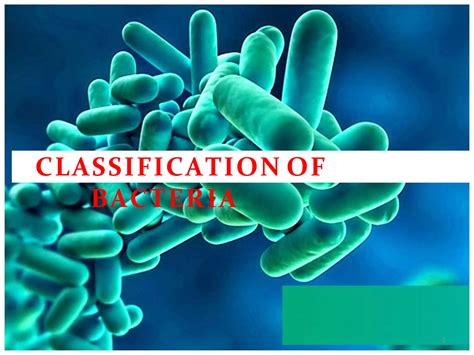 Classification Of Bacteriapptx