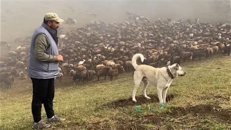 1700 KOYUN 5 KÖPEK İLE DAĞLARDA YAŞIYOR GÖÇEBE ÇOBAN MORKOYUNTV