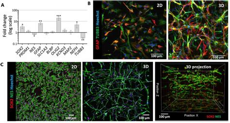 Assessment Of HNSCs Behaviour Cultured And Differentiated In 2D And 3D