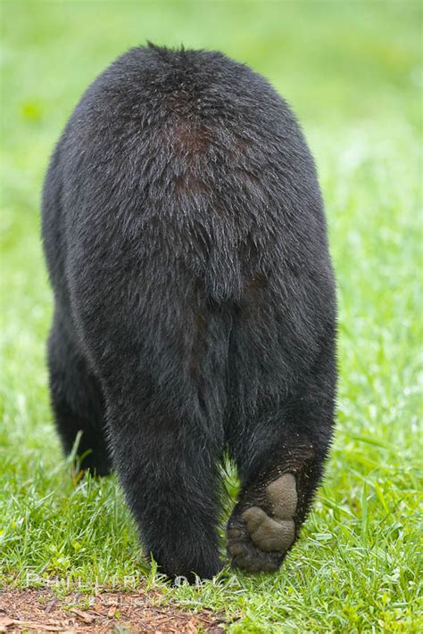 American Black Bear Photo Stock Photograph Of An American Black Bear