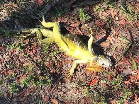 Its So Cold In Florida Its Raining Iguanas As Frozen Lizards Fall