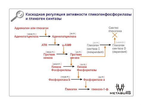 Глюконеогенез. Суммарное уравнение реакций глюконеогенеза - online ...