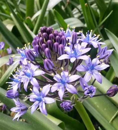 Scilla peruviana - Riverside Garden Centre