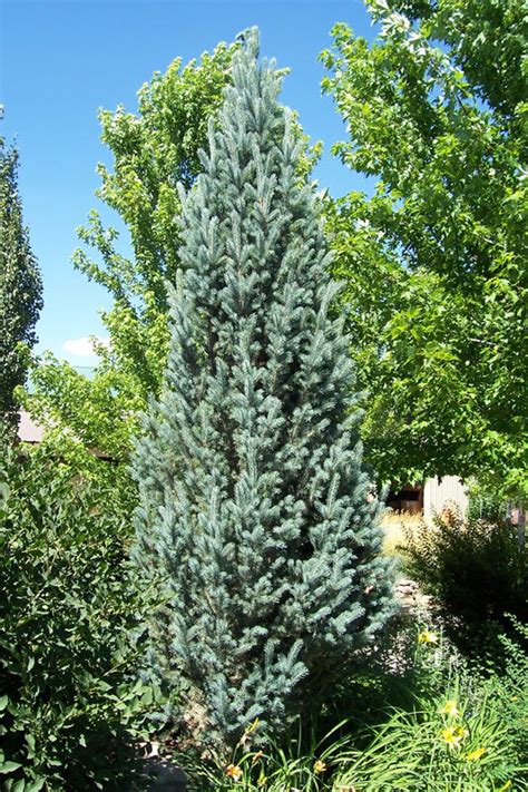 Spruce Iseli Columnar Kaylee Webb Landscape Inc