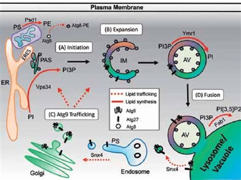 Lipid Biosynthesis And Trafficking During Autophagosome Biogenesis And