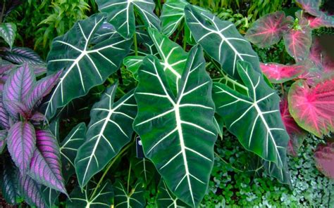 Oreja de Elefante o Alocasia Cómo cuidar propagar esta planta