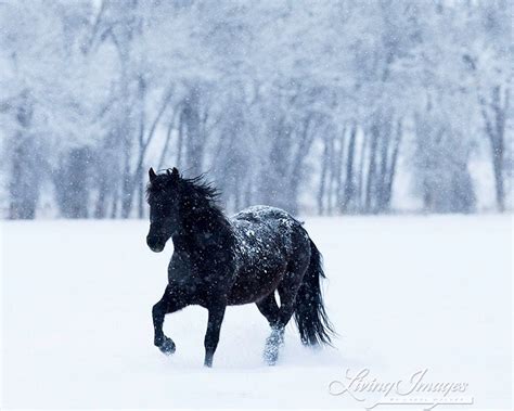 Black Horse in the Falling Snow Fine Art Horse Photograph | Etsy