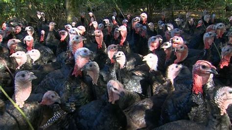 Brexit East Anglian Turkey Farmers Warn Of Christmas Shortage Bbc News