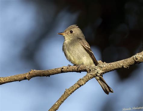 Eastern Wood Pewee Hank Halsey Flickr