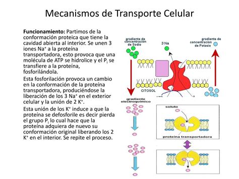 PPT Mecanismos De Transporte Celular PowerPoint Presentation Free