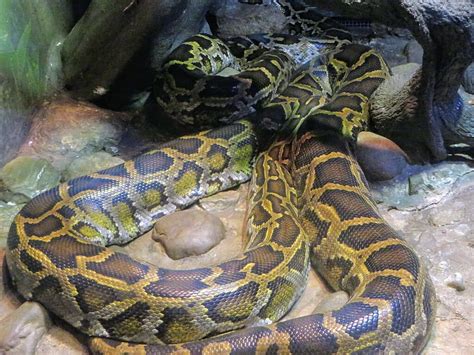 15 Facts About Burmese Pythons - Discover Walks Blog