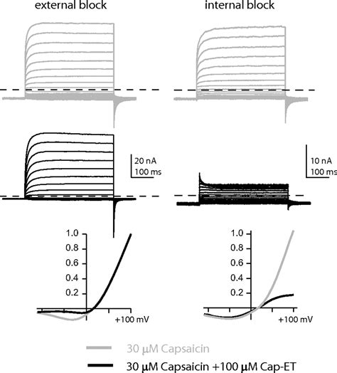 Activity Dependent Targeting Of Trpv1 With A Pore Permeating Capsaicin