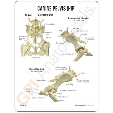 Anatomy Canine Anatomical Charts And Posters