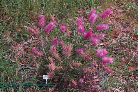 Callistemon ‘mauve Mist Bottlebrush Gardening With Angus