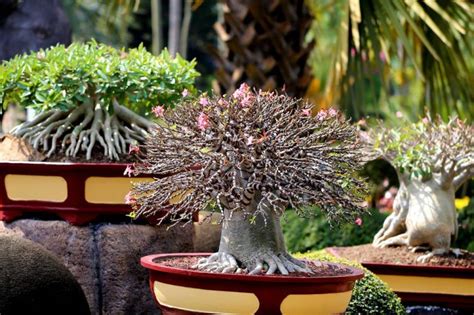 The Various Types of Bonsai Trees