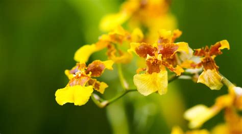 How To Plant Grow And Care For Oncidium Orchids