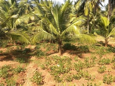 Agricultural Land Farm Land For Sale In Kozhinjampara Palakkad