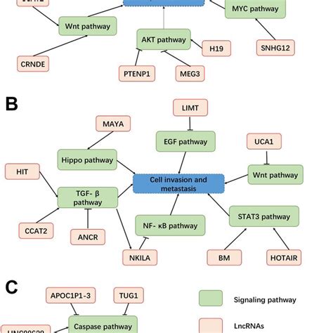 Regulatory Long Noncoding Rnas Lncrnas In The Pathogenesis Of Breast Download Scientific