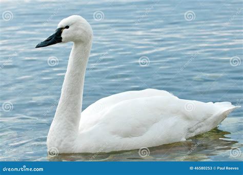 Tundra Swan Cygnus Columbianus Stock Image Image Of Beak