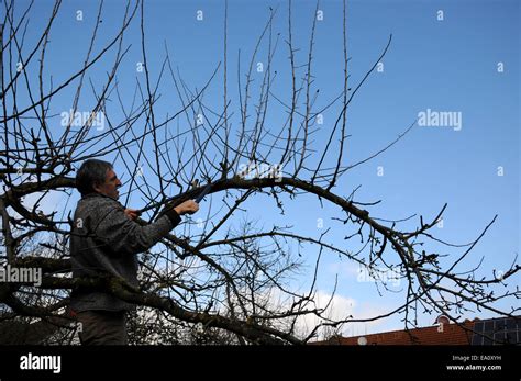 Apple tree pruning Stock Photo - Alamy