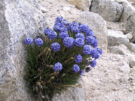 Flora Del Parque Nacional De Sierra Nevada Casas Rurales Benarum