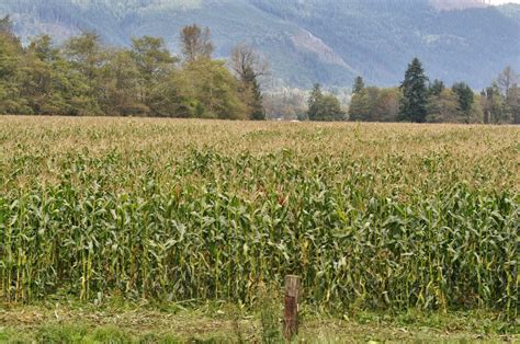 meat: Corn harvest about finished...