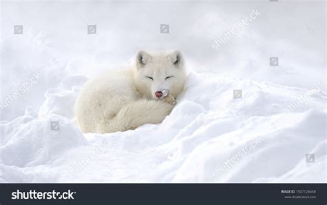 2,750 Arctic fox eyes Images, Stock Photos & Vectors | Shutterstock