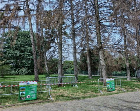 Legnano Via Con Un Mese Di Ritardo Agli Abbattimenti Degli Alberi Al