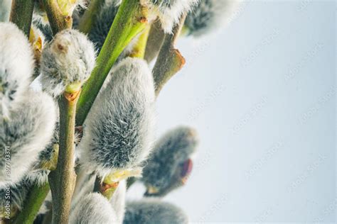 Branches Of Pussy Willows On White Background Flat Lay Top View