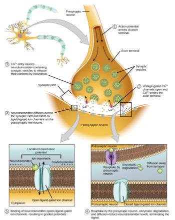 Chemical And Electrical Synapses Biology For Majors II