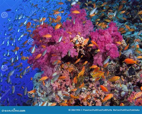 Red Sea Coral Reef stock photo. Image of beach, marine - 3861994